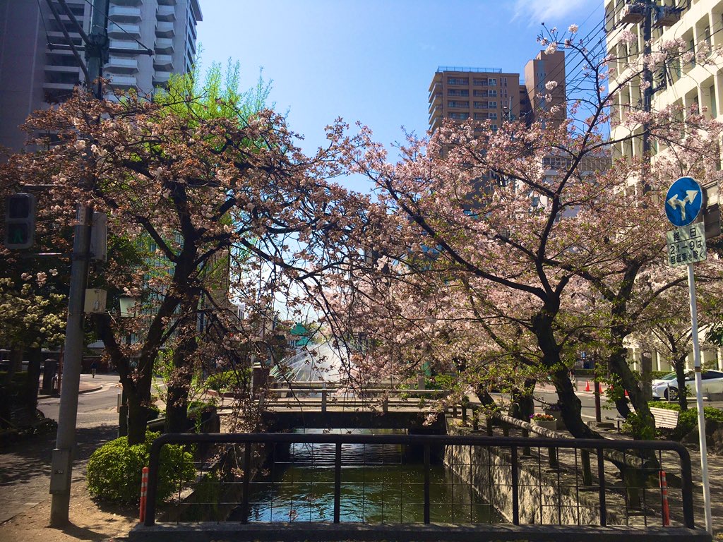 桜が咲く岡山市中心部の水路沿いの街並み