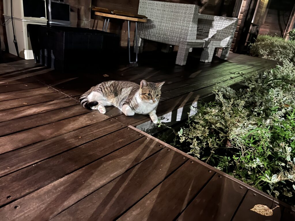 客室を訪れた猫